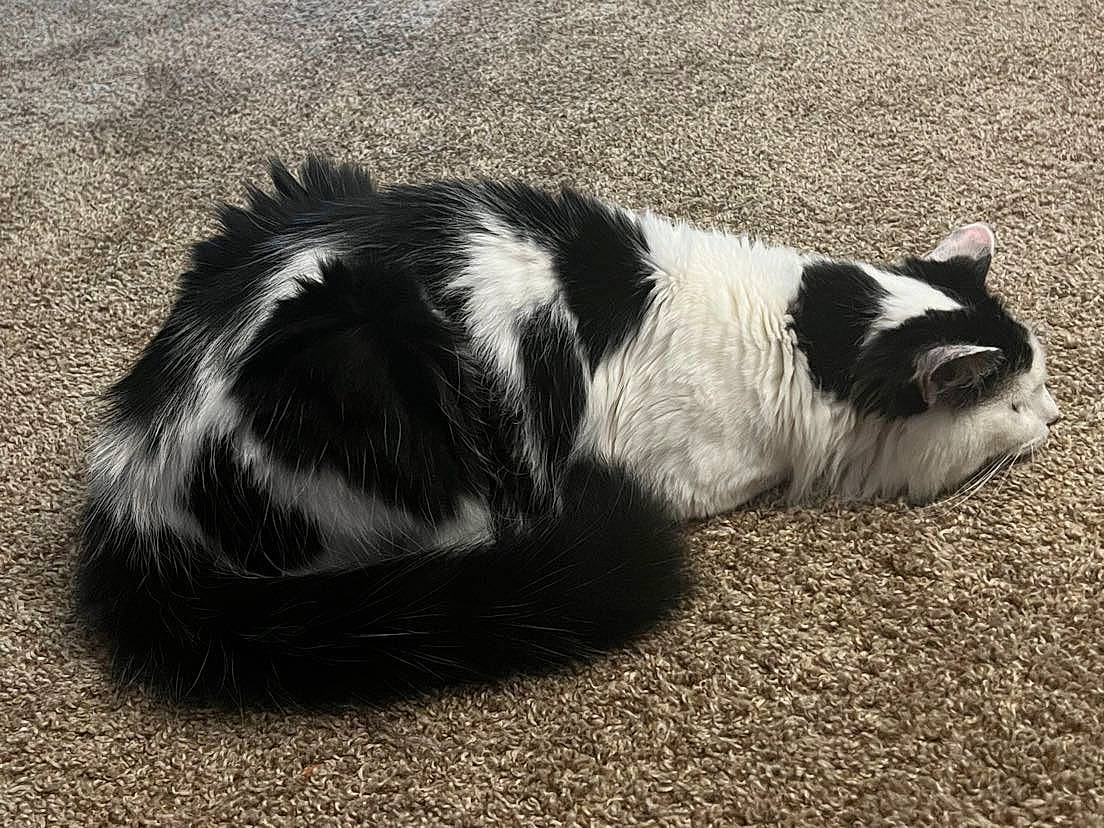 Questing is registered to the contest to win money with this photo: carnivore, comfort, dog_breed, foot, fur, grass, monochrome_photography, shadow, snout, sporting_group, tail, terrestrial_animal, whiskers, wildlife