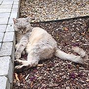 Jazz a rejoint le concours — aidez-le/la à gagner de superbes lots ! cat, fluffy, relaxed, outdoor, bark_mulch, stone_pavement, sleeping, animal, pet, tail, fur, nature, garden, daylight, quiet, peaceful, resting, mammal, whiskers, closeup