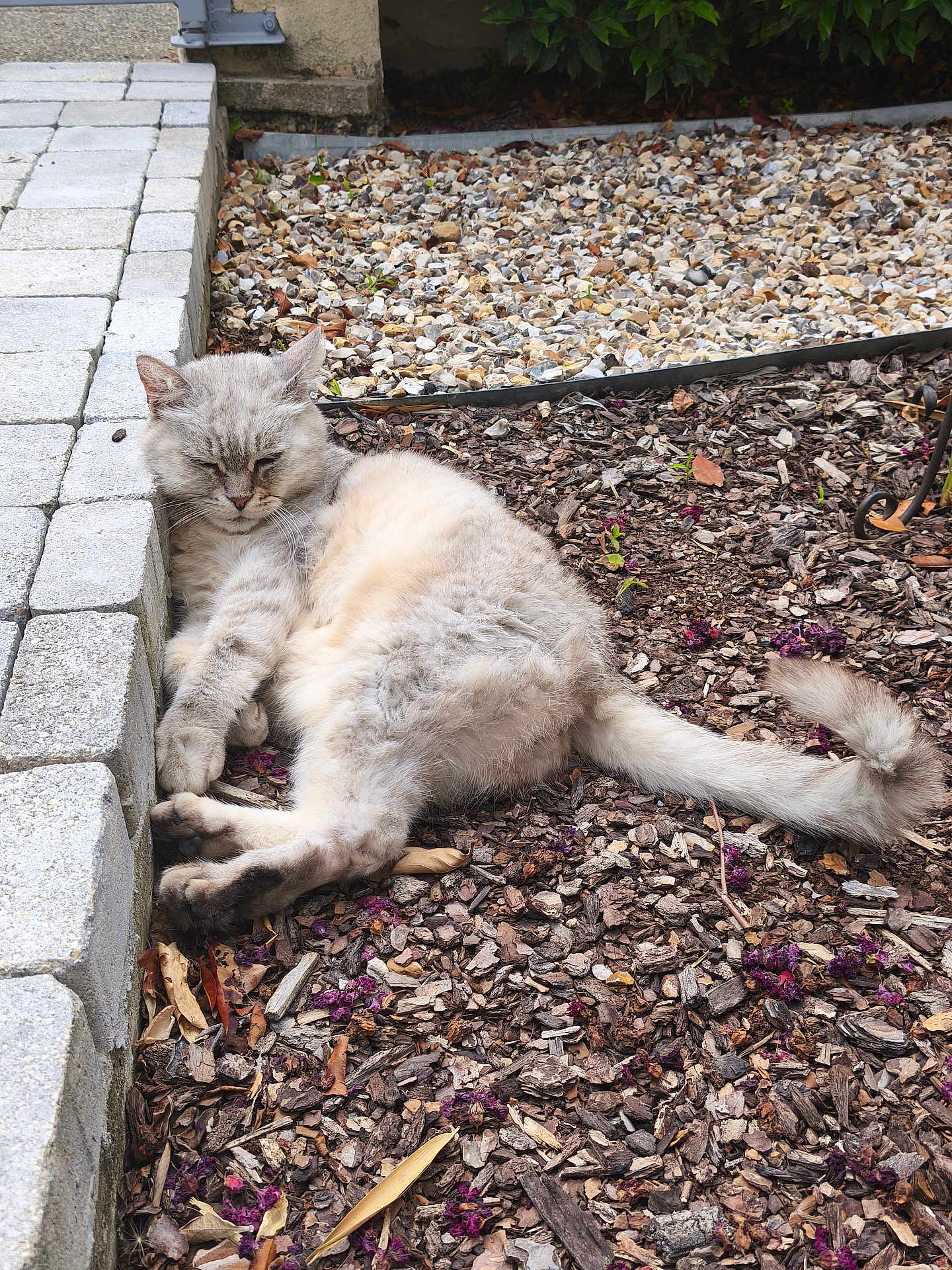 Jazz a rejoint le concours — aidez-le/la à gagner de superbes lots ! cat, fluffy, relaxed, outdoor, bark_mulch, stone_pavement, sleeping, animal, pet, tail, fur, nature, garden, daylight, quiet, peaceful, resting, mammal, whiskers, closeup