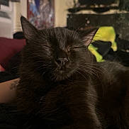 Nayeli is registered to the contest to win money with this photo: cat, black_cat, close_up, sleeping, indoor, pet, feline, whiskers, fur, relaxed, cozy, blurred_background, domestic_animal, animal, face, resting, cute, soft_lighting, peaceful, companion