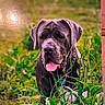 animal, black_dog, chain_collar, dog, floppy_ears, garden, grass, greenery, large_dog, looking_at_camera, nature, outdoor, pet, photograph, pink_border, plants, portrait, short_hair, sitting, tongue_out