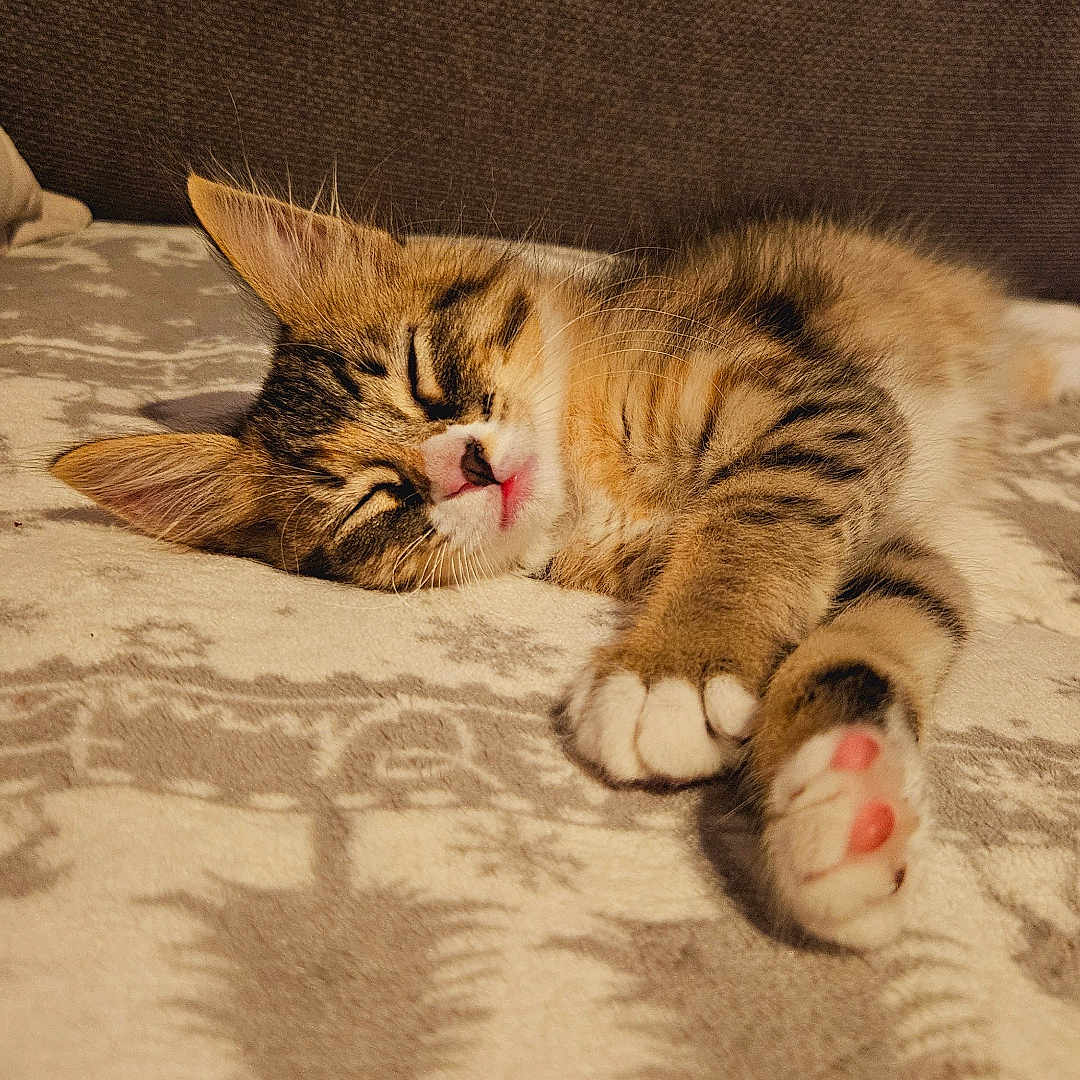 Chouquette a rejoint le concours — aidez-le/la à gagner de superbes lots ! abyssinian, animal, blanket, bodypart, cat, couch, finger, furniture, hand, hardwood, kitten, manx, mouth, ocelot, person, pet, siamese, sleeping, tongue, wood