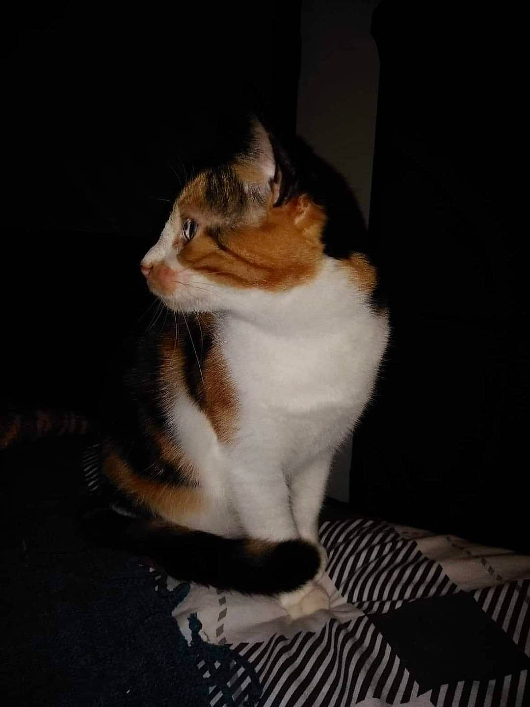 Dayka participe au concours pour gagner de l'argent avec cette photo : aegean_cat, american_wirehair, carnivore, cat, domestic_short_haired_cat, european_shorthair, felidae, fur, kitten, polydactyl_cat, small_to_medium_sized_cats, tail, whiskers