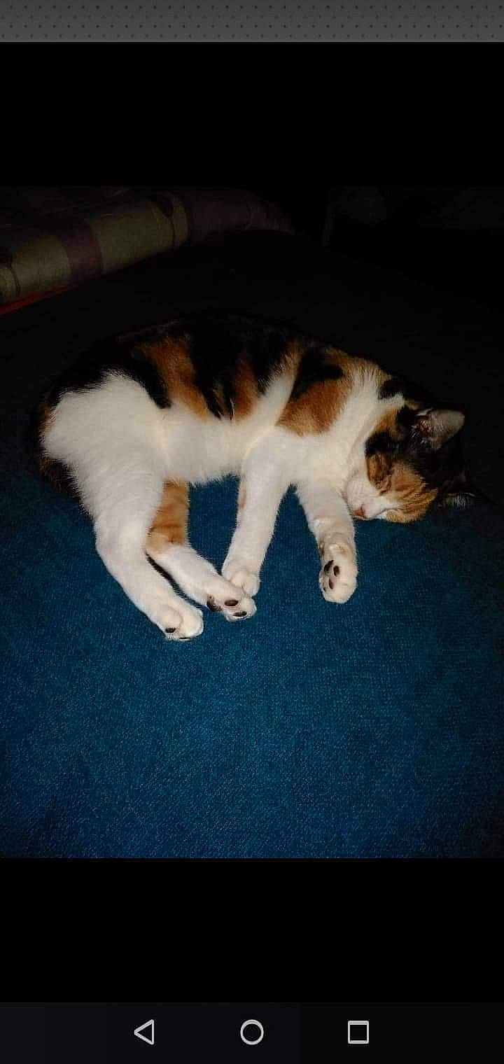 Dayka a rejoint le concours — aidez-le/la à gagner de superbes lots ! aegean_cat, canidae, carnivore, cat, fawn, felidae, fur, kitten, paw, polydactyl_cat, small_to_medium_sized_cats, sporting_group, tail, whiskers