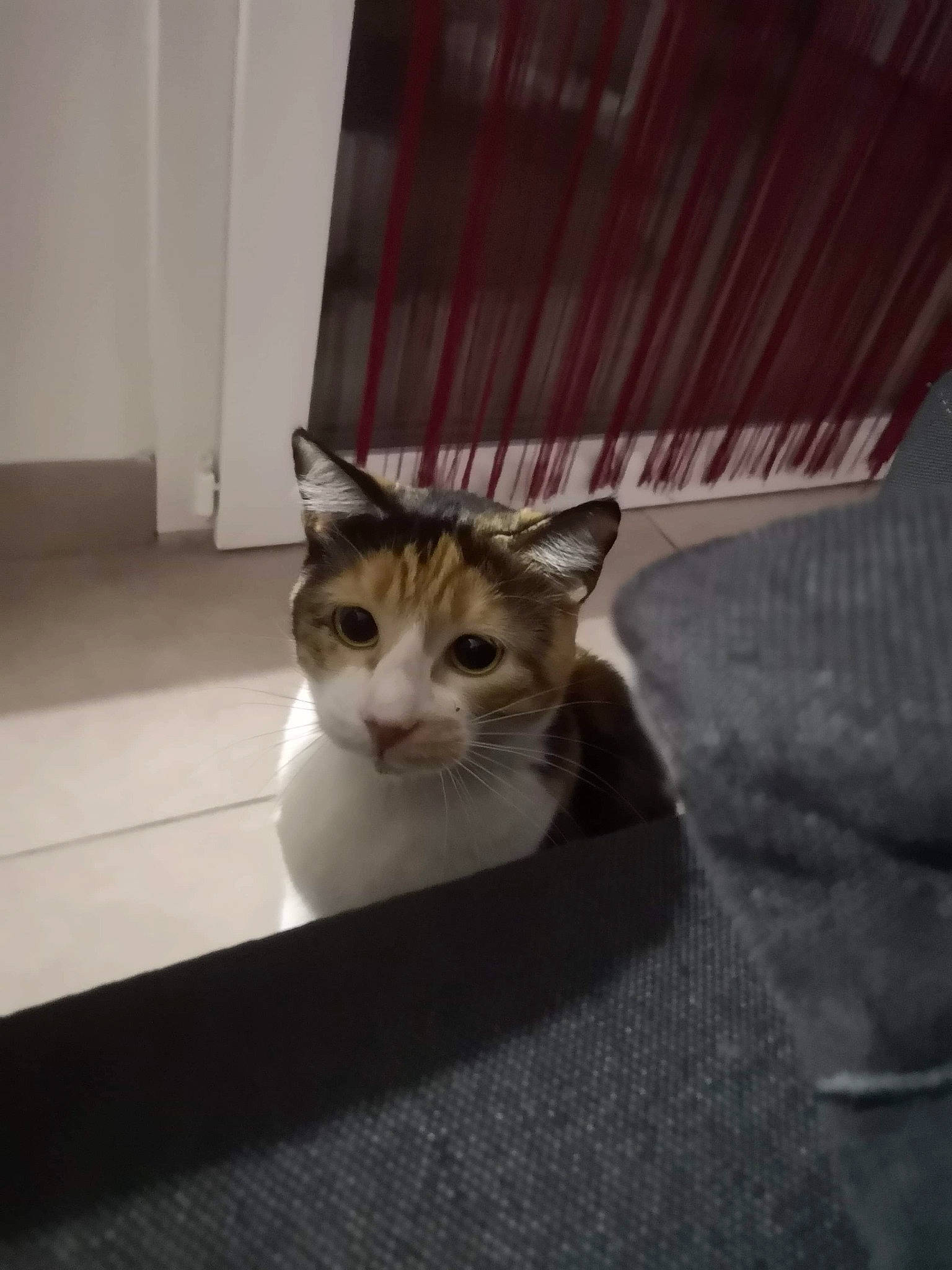 Dayka participe au concours pour gagner de l'argent avec cette photo : aegean_cat, american_shorthair, american_wirehair, asian, box, carnivore, cat, domestic_short_haired_cat, european_shorthair, felidae, floor, fur, kitten, mammal, munchkin, norwegian_forest_cat, small_to_medium_sized_cats, snout, tabby_cat, whiskers