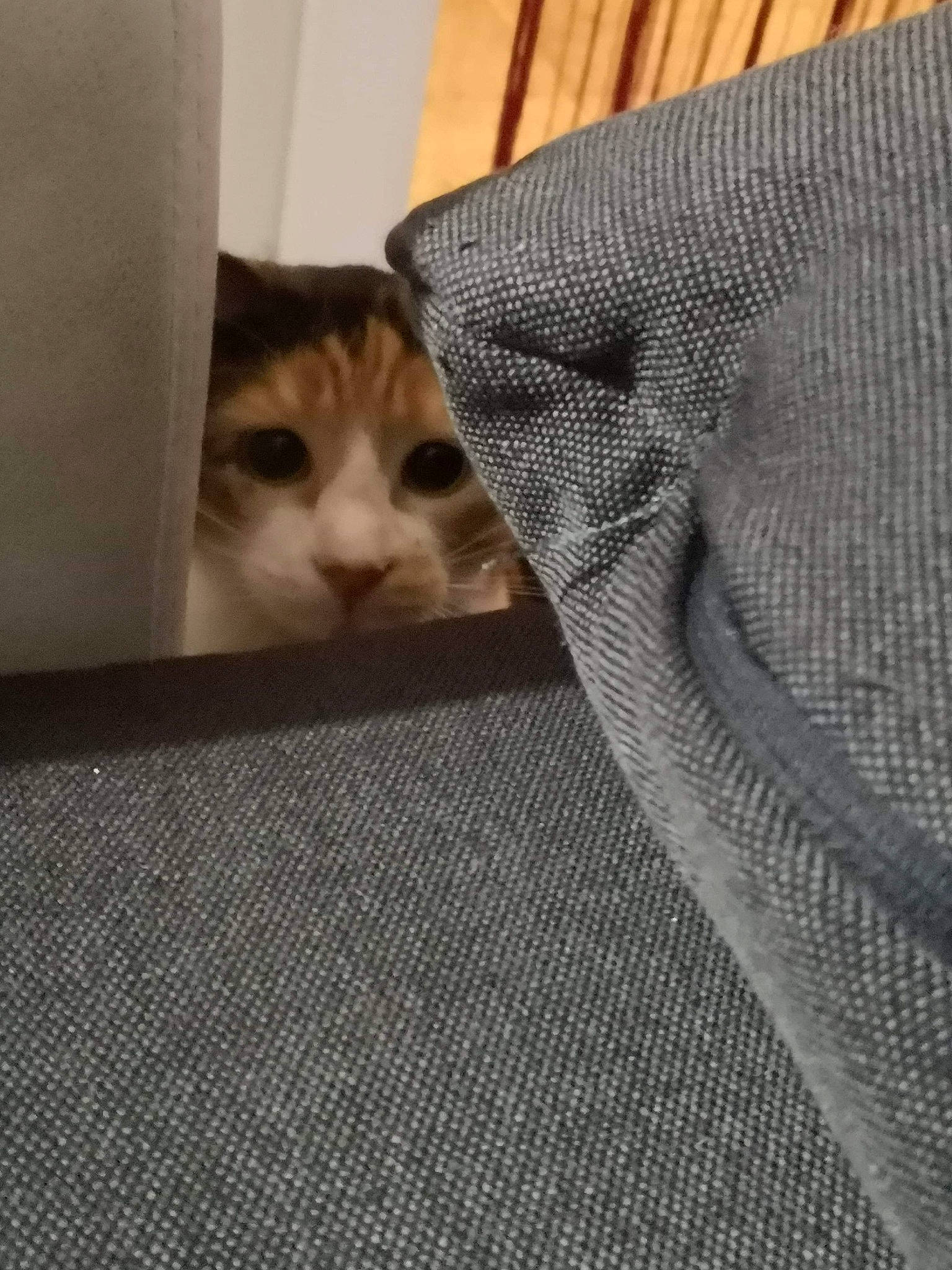 Dayka a rejoint le concours — aidez-le/la à gagner de superbes lots ! asian, carnivore, cat, domestic_short_haired_cat, european_shorthair, felidae, floor, flooring, fur, kitten, small_to_medium_sized_cats, tabby_cat, whiskers