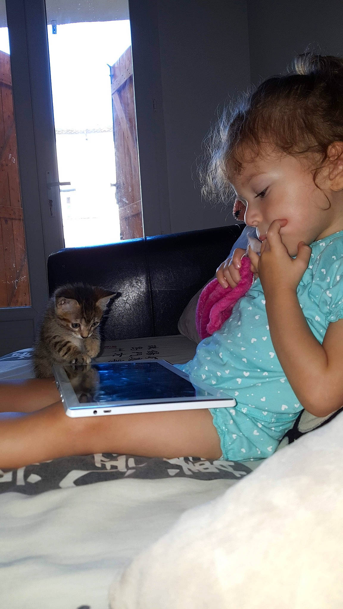 Olly a rejoint le concours — aidez-le/la à gagner de superbes lots ! carnivore, cat, child, curious, fawn, felidae, joy, kitten, person, play, small_to_medium_sized_cats, toddler