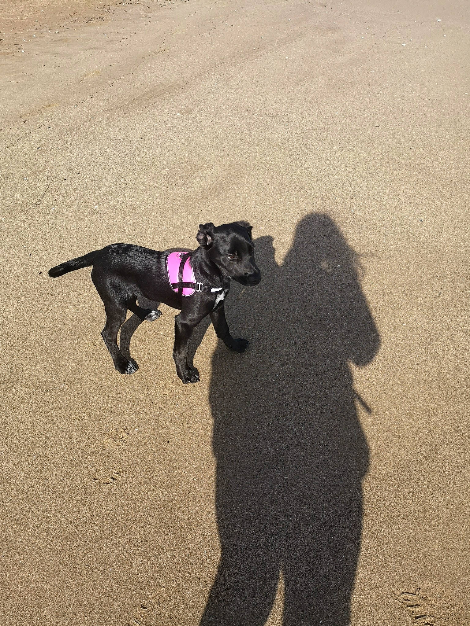 Nala a rejoint le concours — aidez-le/la à gagner de superbes lots ! beach, canidae, carnivore, dog, dog_breed, dog_walking, leash, non_sporting_group, sand, shadow, sporting_group, staffordshire_bull_terrier, vacation, walking