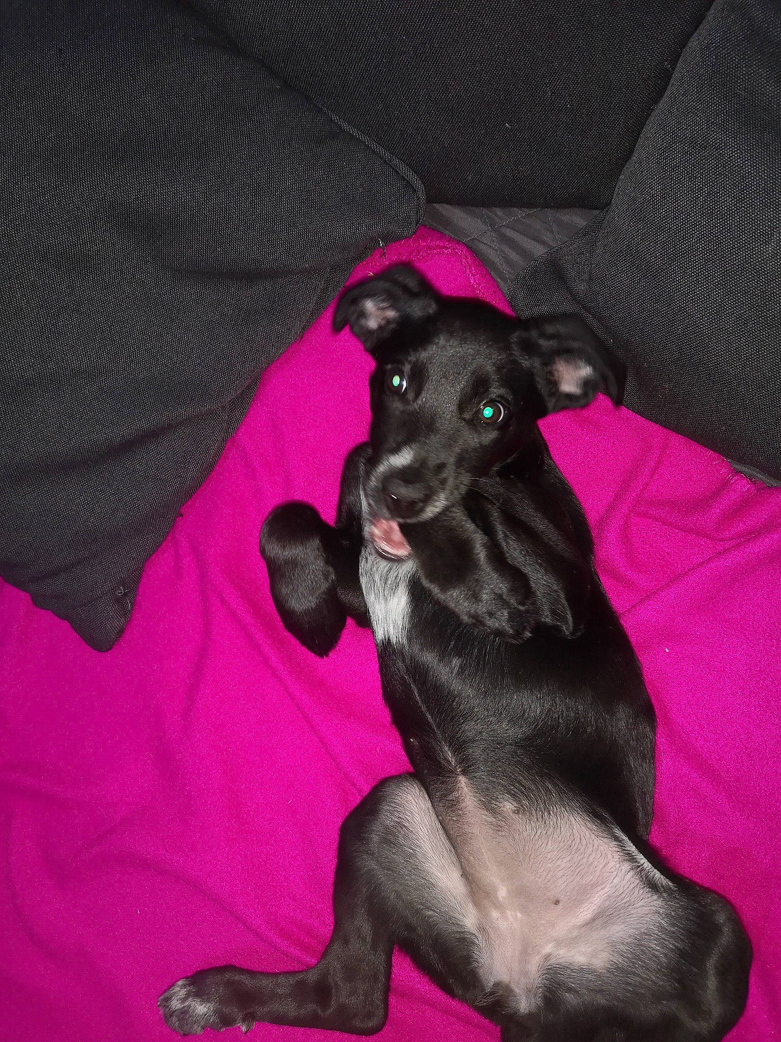 Nala participe au concours pour gagner de l'argent avec cette photo : canidae, carnivore, dog, dog_breed, feist, italian_greyhound, lurcher, mammal, paw, pink, snout, sporting_group, toy_dog, vertebrate