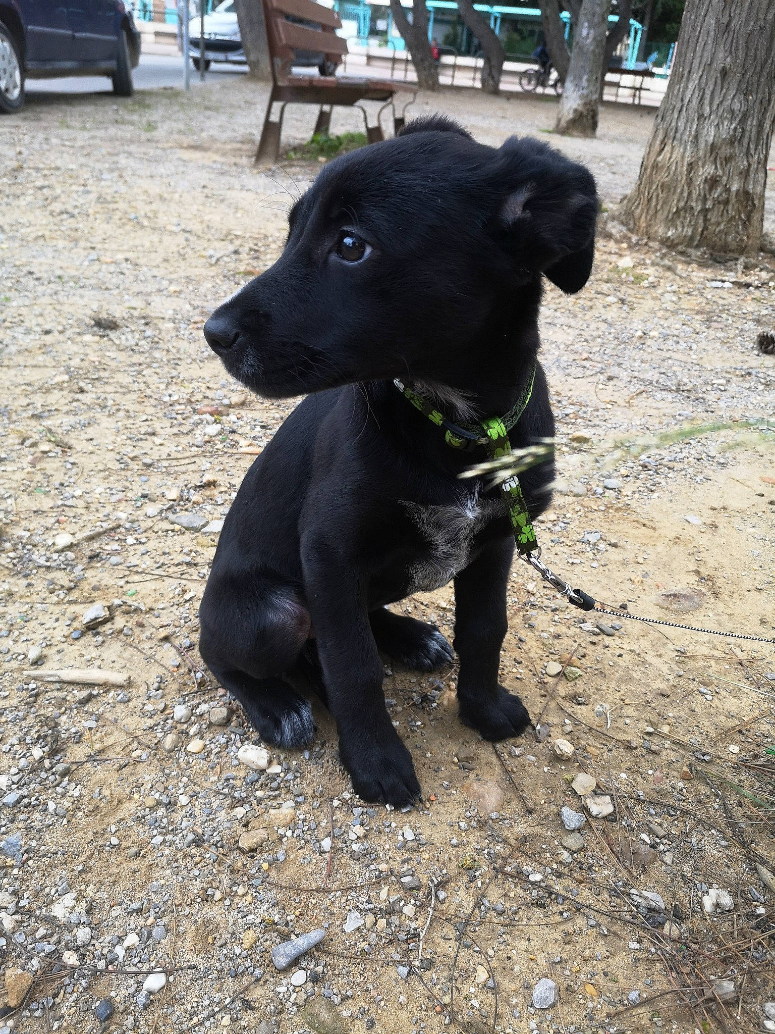 Nala a rejoint le concours — aidez-le/la à gagner de superbes lots ! borador, canidae, carnivore, dog, dog_breed, formosan_mountain_dog, hunting_dog, labrador_retriever, mammal, patterdale_terrier, plant, rare_breed_dog, snout, sporting_group, vertebrate