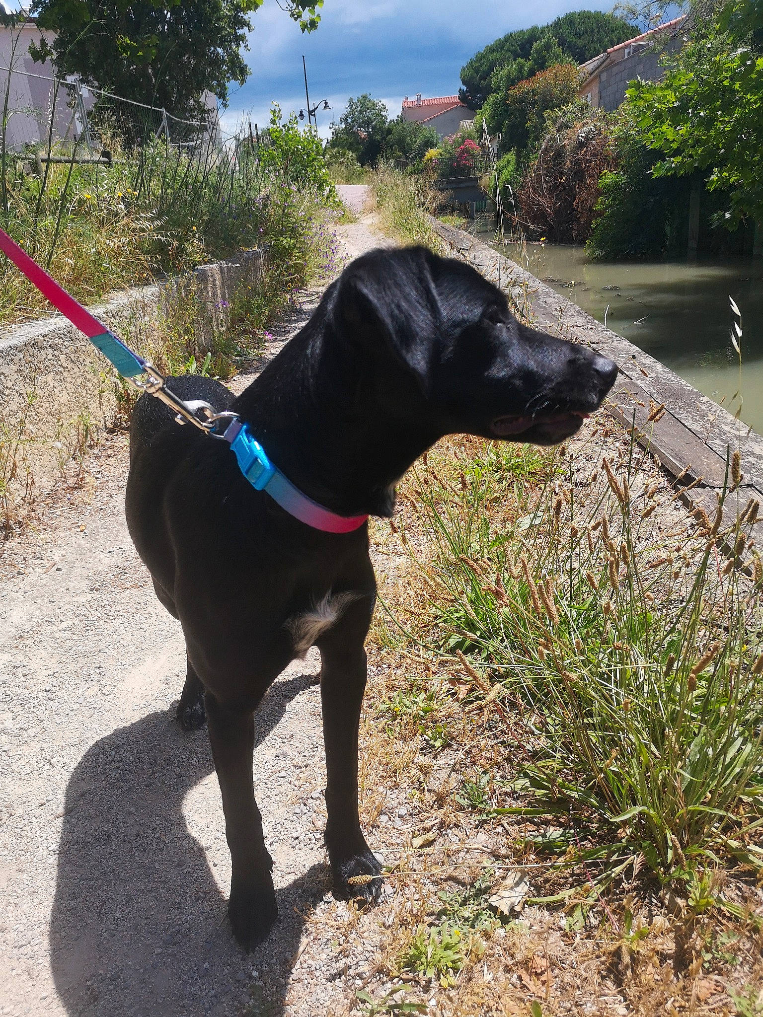 Nala a rejoint le concours — aidez-le/la à gagner de superbes lots ! canidae, carnivore, collar, dog, dog_breed, dog_collar, guard_dog, hunting_dog, leash, pointer, sporting_group, tail