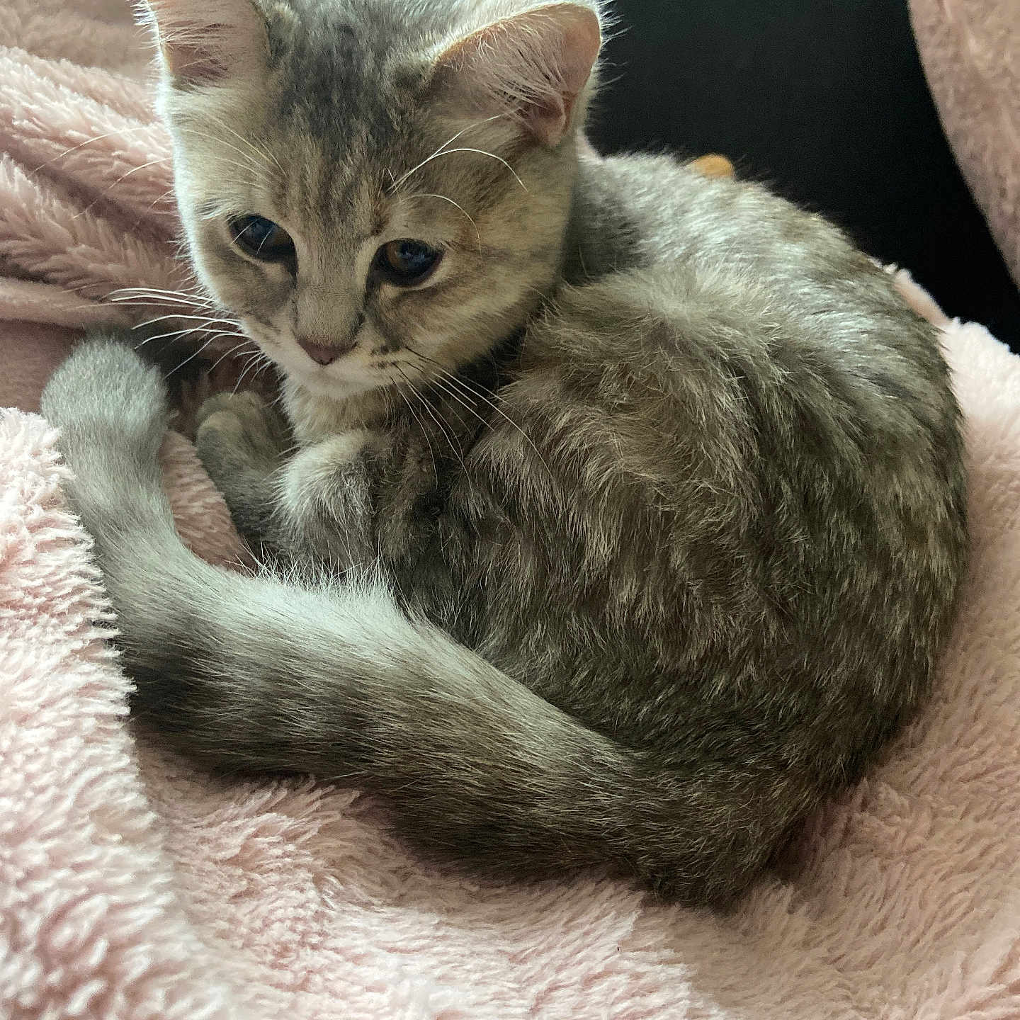 Nala a rejoint le concours — aidez-le/la à gagner de superbes lots ! abyssinian, animal, blanket, cat, chair, couch, furniture, kitten, manx, pet, quilt, siamese, towel