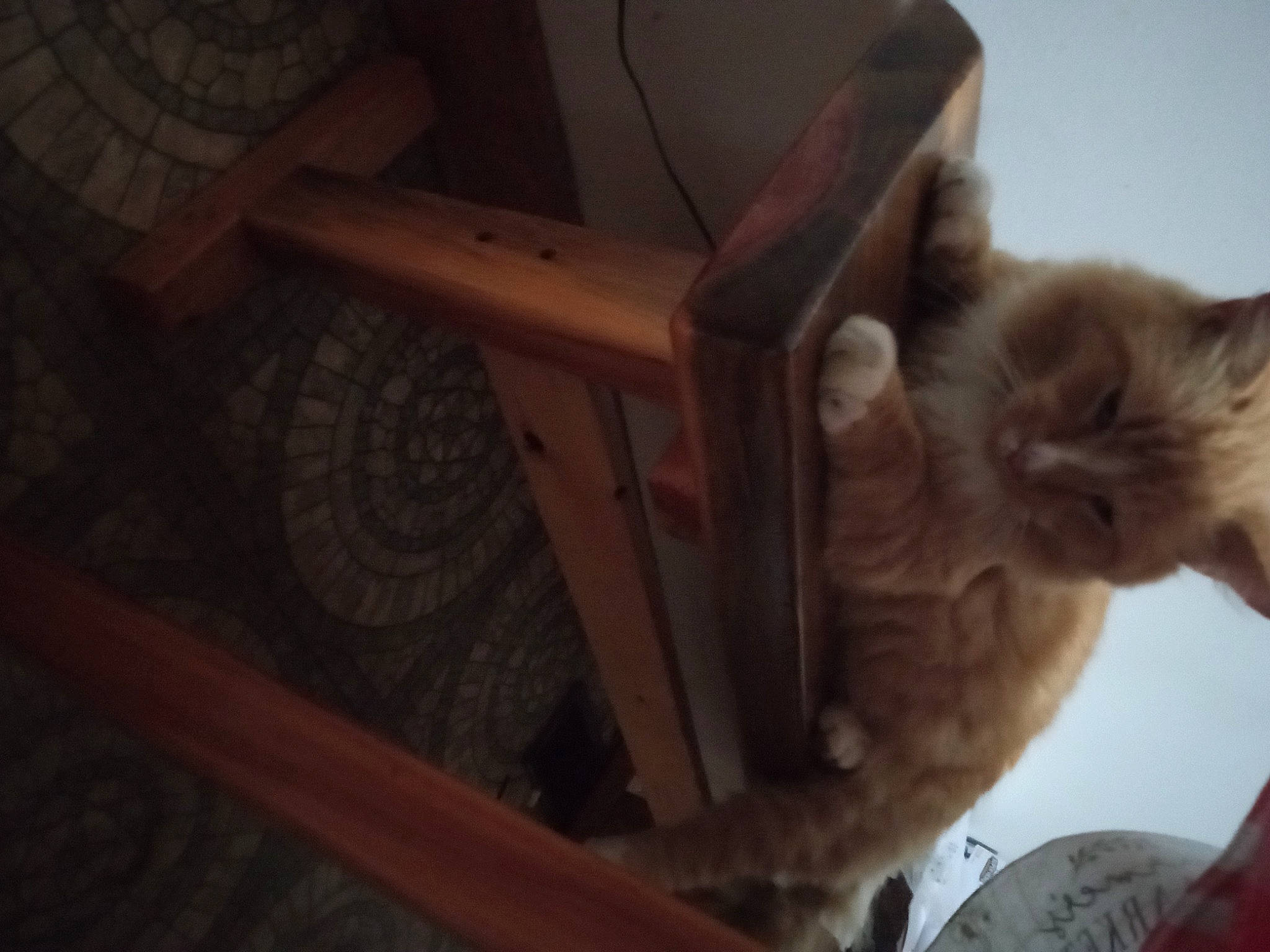 Pumpkin is registered to the contest to win money with this photo: brown, carnivore, cat, cat_supply, chair, claw, comfort, domestic_short_haired_cat, fawn, felidae, flooring, fur, hardwood, paw, room, small_to_medium_sized_cats, tail, whiskers, wood