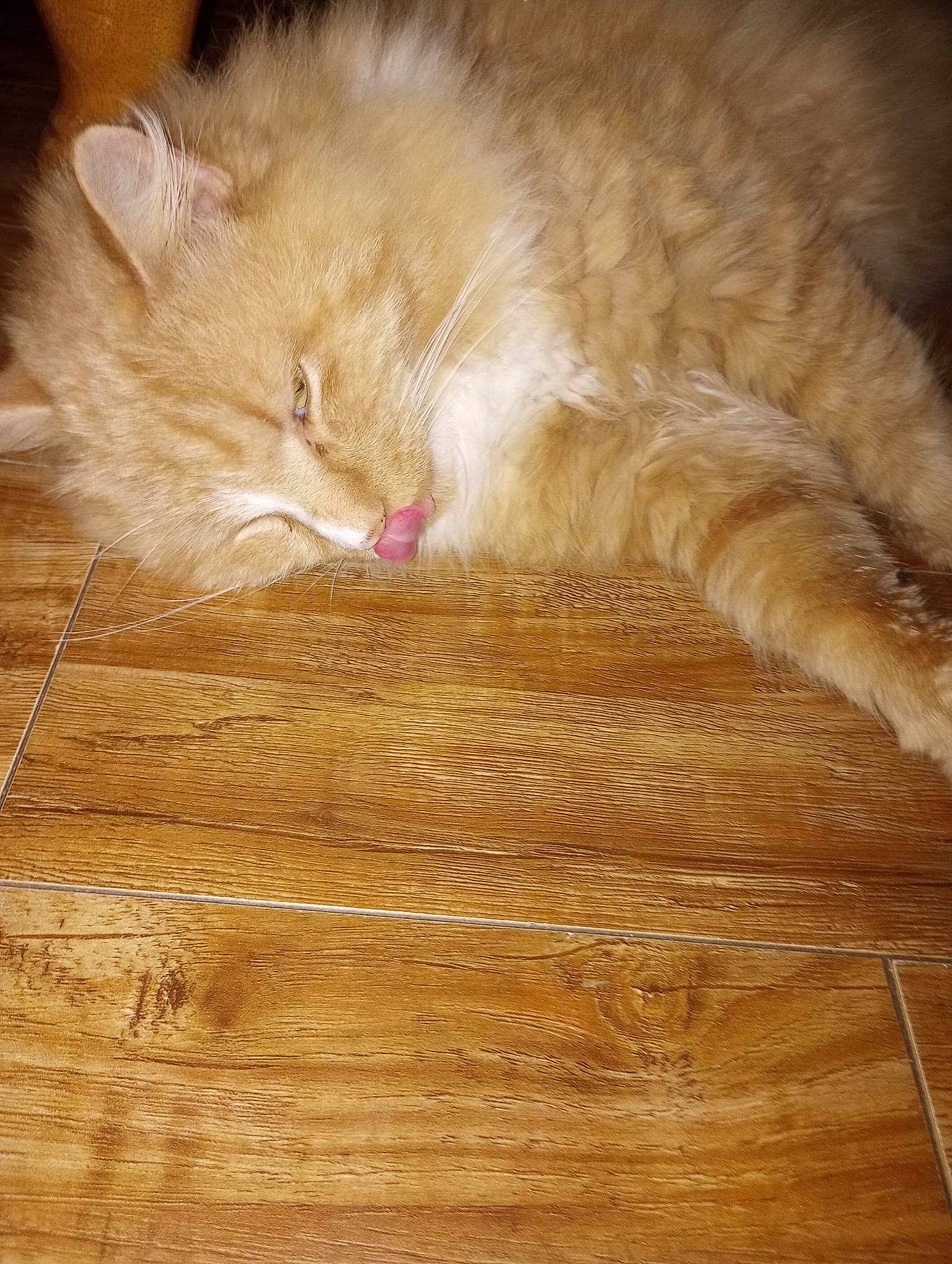 Pumpkin joined the competition — help win amazing prizes! carnivore, cat, comfort, fawn, felidae, floor, flooring, fur, hardwood, laminate_flooring, paw, plank, plywood, small_to_medium_sized_cats, tail, varnish, whiskers, wood, wood_flooring, wood_stain