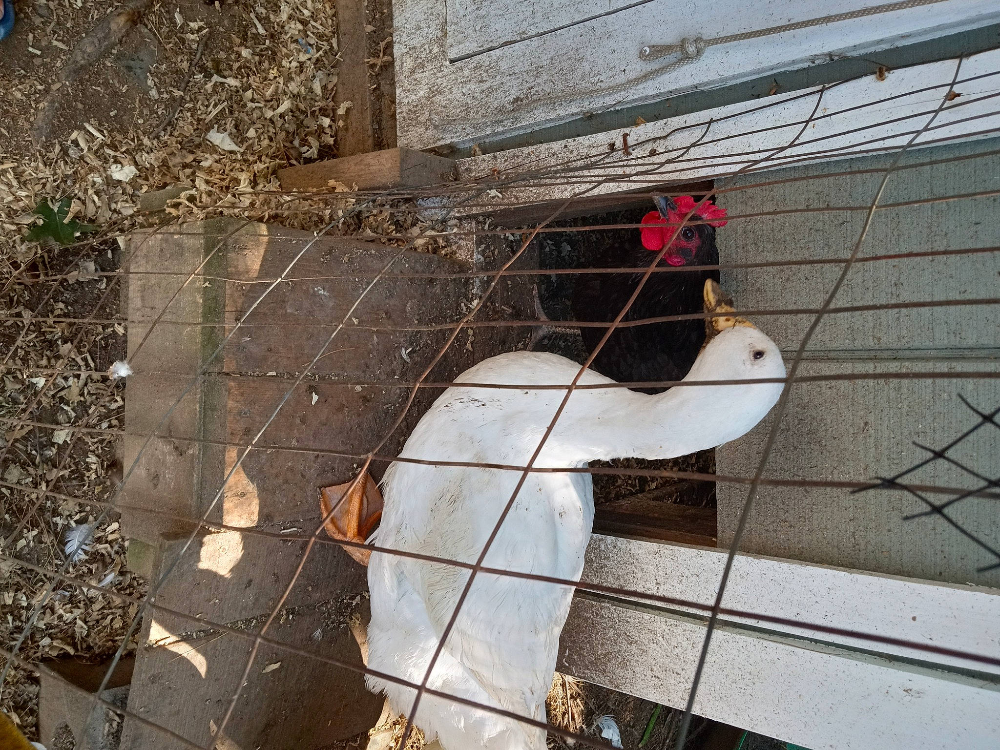 Pumpkin is registered to the contest to win money with this photo: art, back, beak, brick, brickwork, chain_link_fencing, concrete, facade, fur, hat, mesh, metal, pattern, shadow, sidewalk, soil, visual_arts, wire, wire_fencing, wood