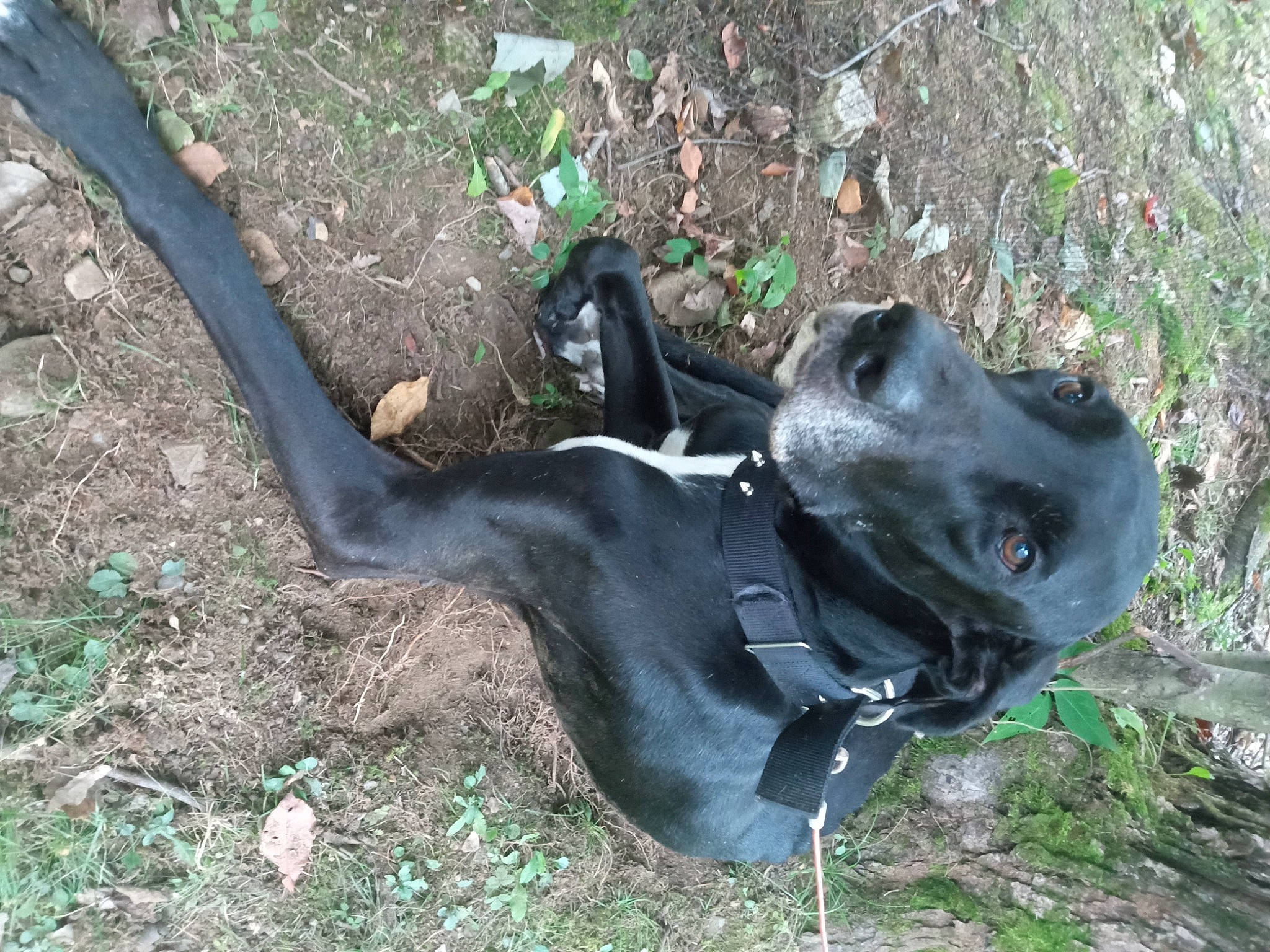 Brooklyn joined the competition — help win amazing prizes! adventure, canidae, carnivore, collar, companion_dog, dog, dog_breed, dog_collar, fawn, grass, great_dane, guard_dog, non_sporting_group, plant, snout, soil, sporting_group, tail, terrestrial_animal, working_animal