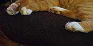 Brooklyn is registered to the contest to win money with this photo: animal, cat, chair, domestic_animal, feline, fluffy, fur, furniture, home, indoor, lazy, mammal, orange_cat, paw, pet, relaxed, resting, sleepy, whiskers, white_paws