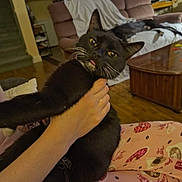 Brooklyn is registered to the contest to win money with this photo: black_cat, cat, coffee_table, couch, cozy, dog, donut_pattern, fish_tank, hand, heart_pattern, indoor, living_room, pajamas, person, pet, pink_pajamas, playful, sleeping_dog, tongue_out, wooden_floor