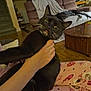 black_cat, cat, coffee_table, couch, cozy, dog, donut_pattern, fish_tank, hand, heart_pattern, indoor, living_room, pajamas, person, pet, pink_pajamas, playful, sleeping_dog, tongue_out, wooden_floor
