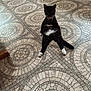 animal, black_cat, cat, collar, domestic_animal, ears, feline, floor, funny_pose, indoor, looking_at_camera, patterned_floor, pet, relaxed, sitting, tail, tiled_floor, whiskers, white_belly, white_paws