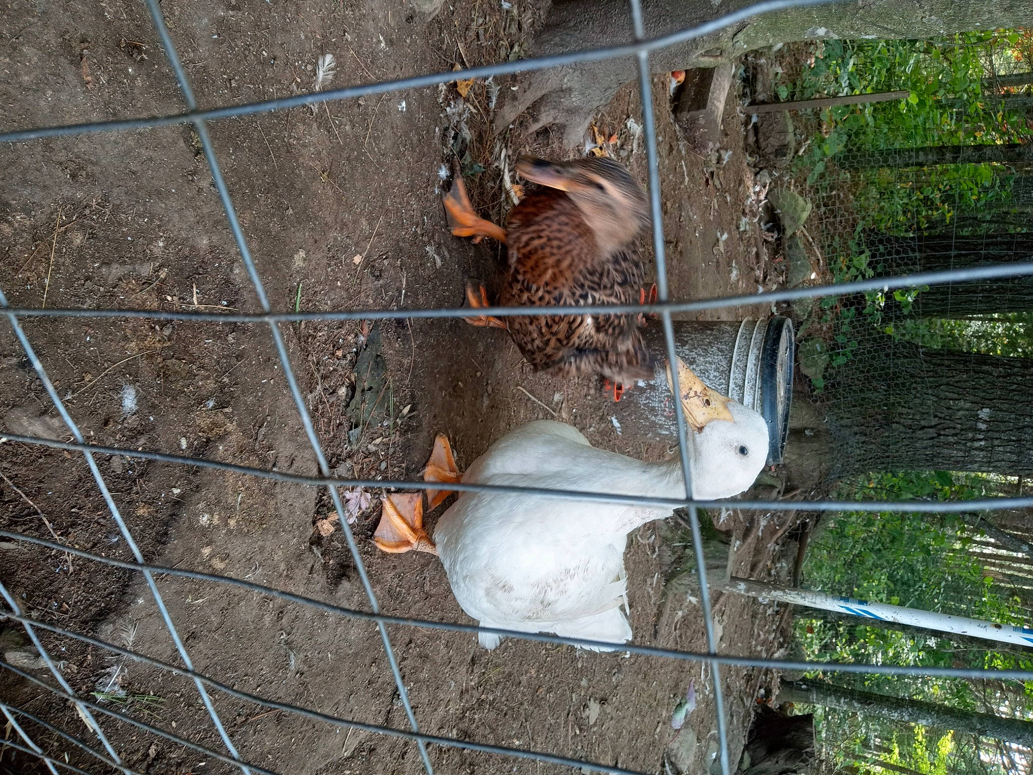 Brookl joined the competition — help win amazing prizes! animal_shelter, asphalt, beak, bird, chain_link_fencing, falconiformes, fawn, fence, line, mesh, metal, net, pet_supply, plant, road_surface, snout, tail, wire, wire_fencing, wood