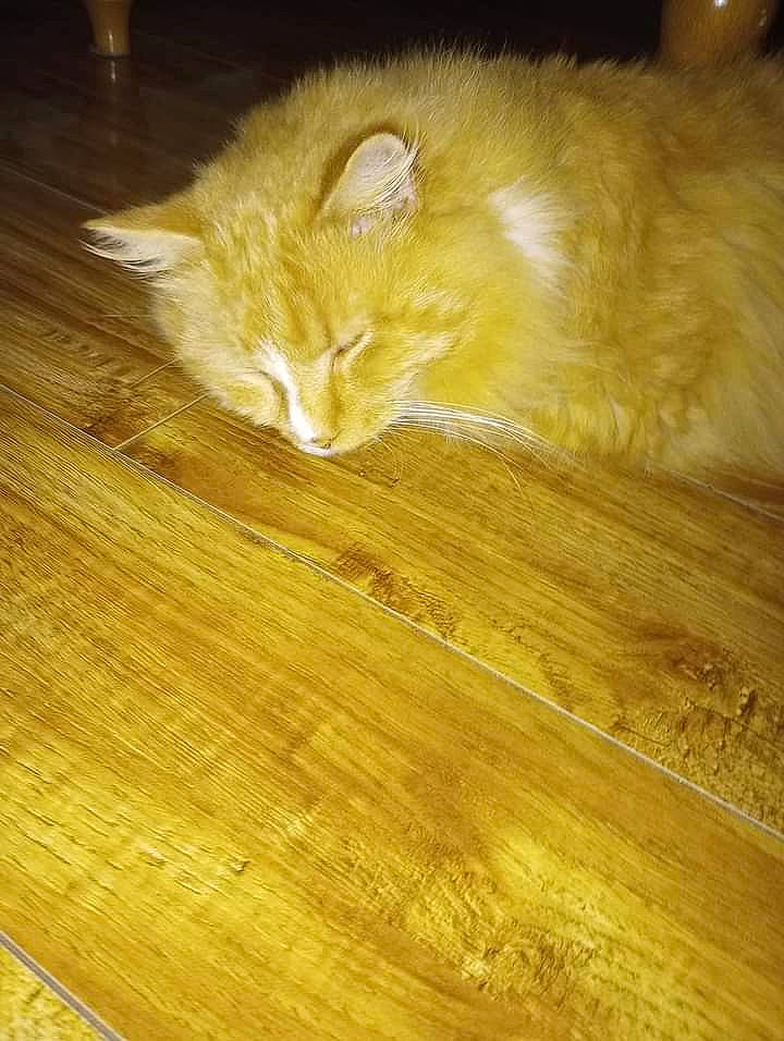 Brookl is registered to the contest to win money with this photo: amber, brown, carnivore, cat, felidae, floor, flooring, fur, hardwood, laminate_flooring, pattern, plank, plywood, small_to_medium_sized_cats, tail, varnish, whiskers, wood, wood_flooring, wood_stain