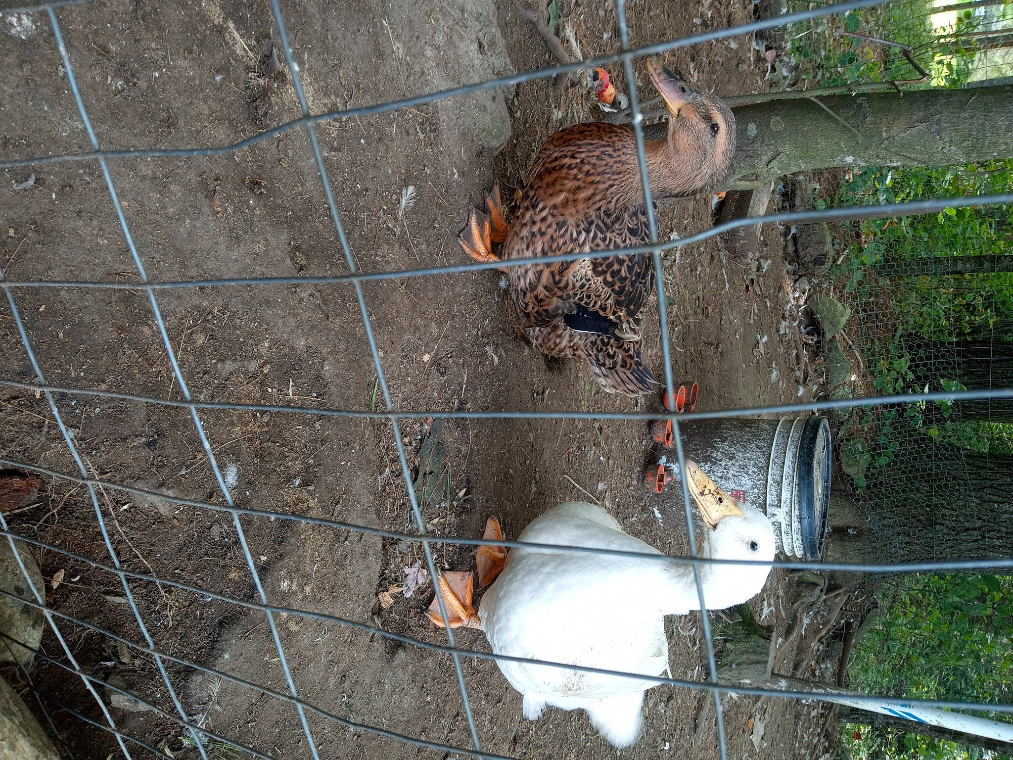 Brookl is registered to the contest to win money with this photo: animal_shelter, beak, chain_link_fencing, composite_material, fawn, fence, home_fencing, line, mesh, metal, net, pet_supply, plant, poultry, snout, tail, terrestrial_animal, tree, wire, wire_fencing