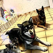 Polly Shelssy Pacha participe au concours pour gagner de l'argent avec cette photo : dog, indoor, tile_floor, christmas_decorations, santa_figure, window, curtain, three_dogs, laying_down, brown_dog, black_and_white_dog, small_dog, medium_dog, large_dog, pets, animal, holiday_lights, home_interior, relaxed, cute