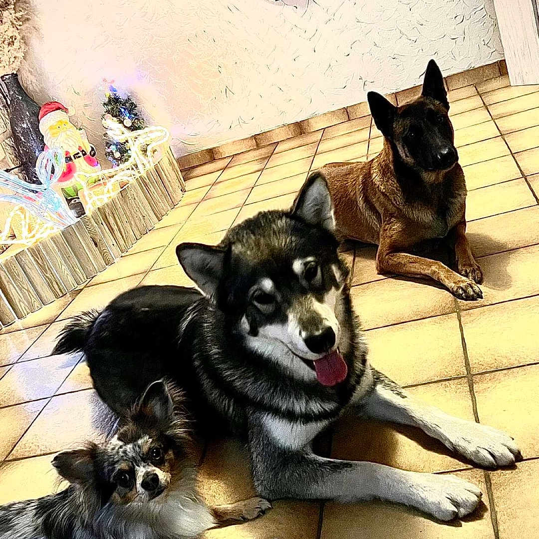 Polly Shelssy Pacha participe au concours pour gagner de l'argent avec cette photo : animal, black_and_white_dog, brown_dog, christmas_decorations, curtain, cute, dog, holiday_lights, home_interior, indoor, large_dog, laying_down, medium_dog, pets, relaxed, santa_figure, small_dog, three_dogs, tile_floor, window