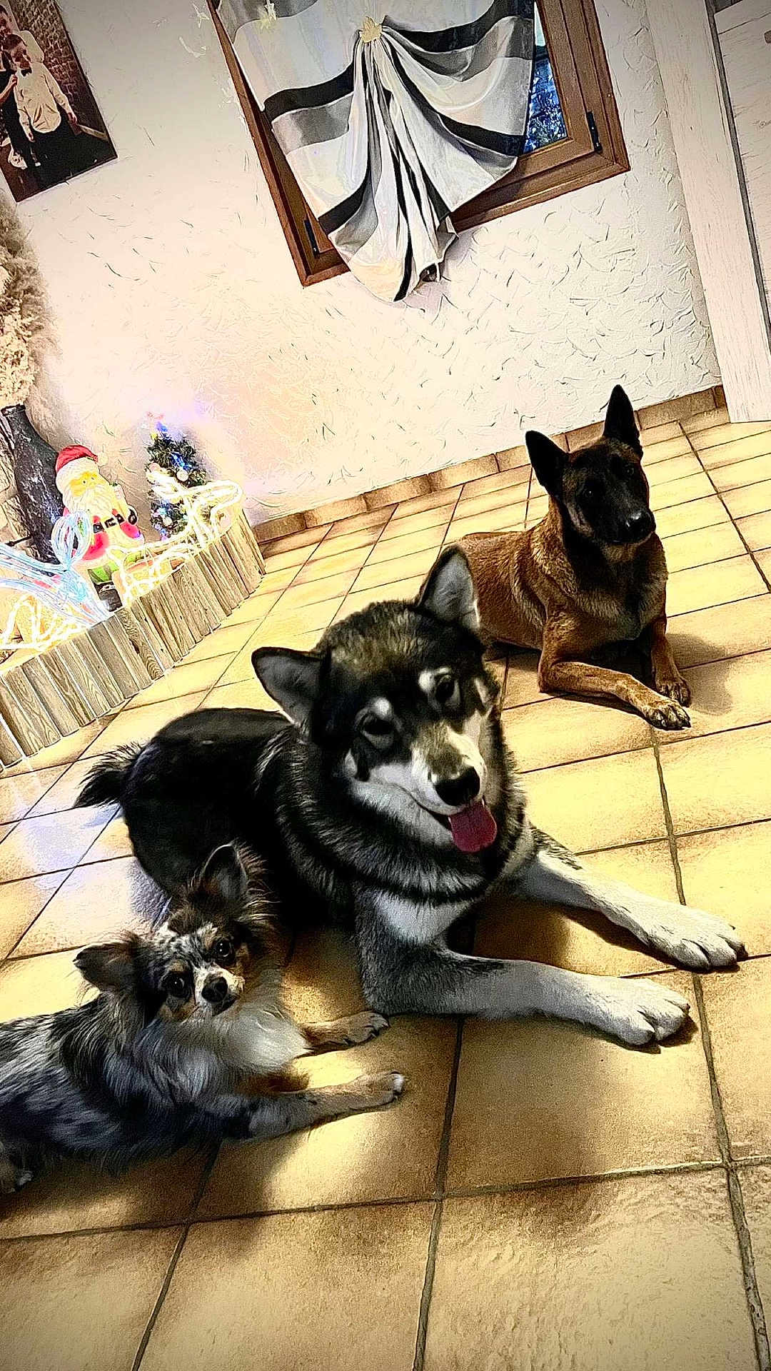Polly Shelssy Pacha participe au concours pour gagner de l'argent avec cette photo : dog, indoor, tile_floor, christmas_decorations, santa_figure, window, curtain, three_dogs, laying_down, brown_dog, black_and_white_dog, small_dog, medium_dog, large_dog, pets, animal, holiday_lights, home_interior, relaxed, cute