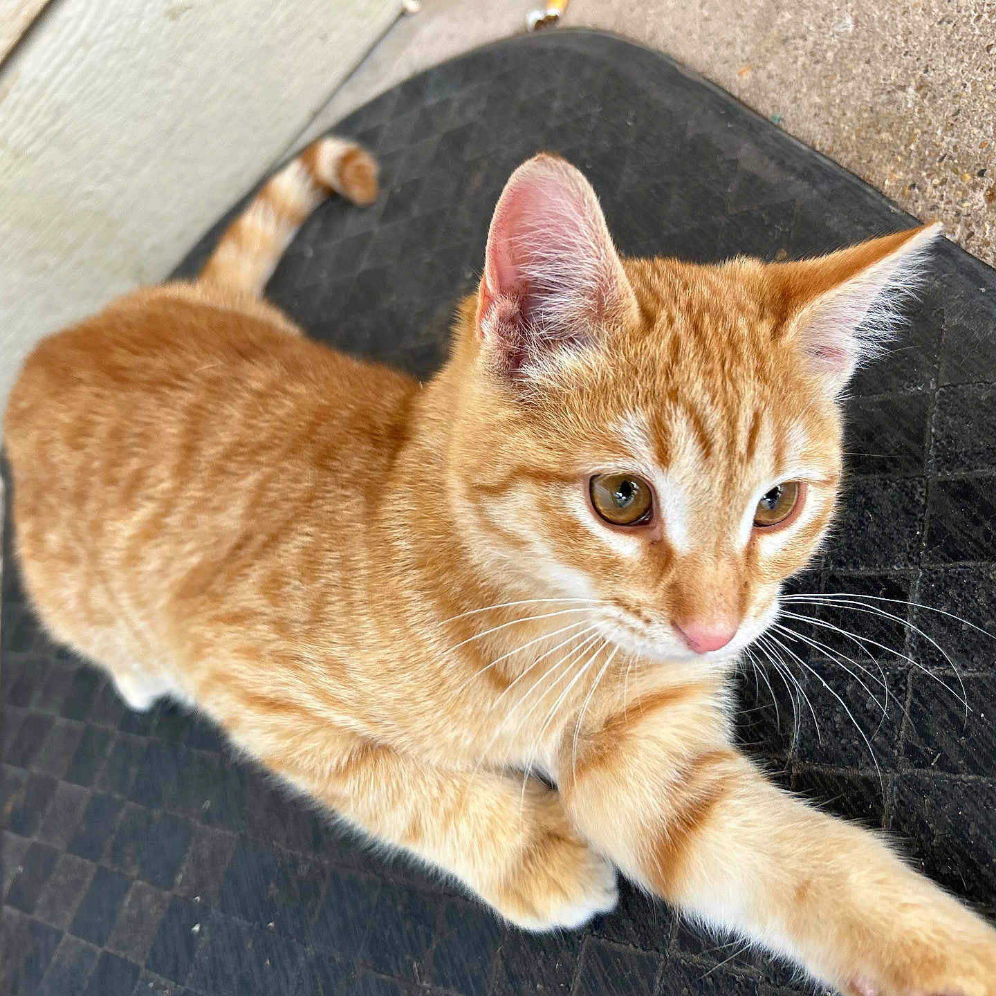 Simba joined the competition — help win amazing prizes! animal, cat, closeup, concrete, curious, ears, eyes, feline, focus, fur, kitten, mat, orange_tabby, outdoor, paw, pet, playful, texture, whiskers, young