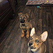 Duke And Trigger joined the competition — help win amazing prizes! puppies, dogs, indoor, wooden_floor, pet_bed, toys, brown_coat, ears, collar, cute, young, pets, flooring, room, domestic, animal, looking_up, sitting, home, fur