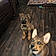 Duke And Trigger