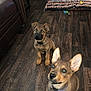 puppies, dogs, indoor, wooden_floor, pet_bed, toys, brown_coat, ears, collar, cute, young, pets, flooring, room, domestic, animal, looking_up, sitting, home, fur