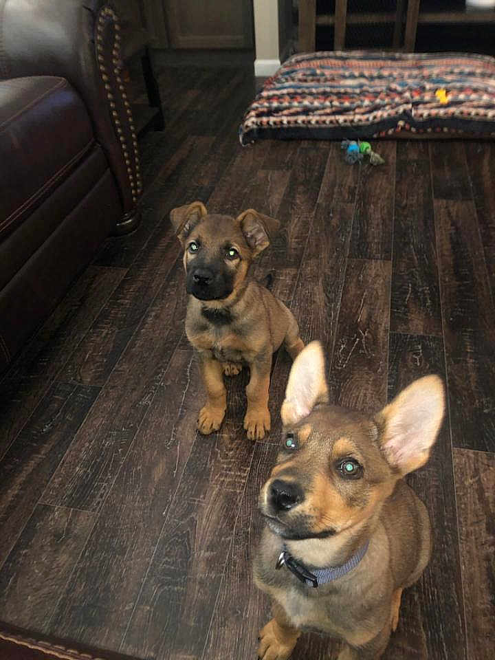 Duke And Trigger joined the competition — help win amazing prizes! puppies, dogs, indoor, wooden_floor, pet_bed, toys, brown_coat, ears, collar, cute, young, pets, flooring, room, domestic, animal, looking_up, sitting, home, fur