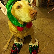 Champ is registered to the contest to win money with this photo: dog, pet, elf_costume, holiday, christmas, festive, green_hat, red_pom_poms, sequined_slippers, tile_floor, indoor, brown_dog, costume, cute, animal, holiday_season, waiting, ears, decor, domestic