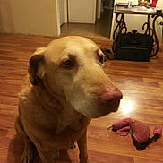 Champ is registered to the contest to win money with this photo: animal, canine, carpet, companion, dog, domestic_animal, floor, fur, hallway, home, indoor, mammal, pet_toy, pink, quiet, sitting, table, toy, wooden_floor, yellow_dog