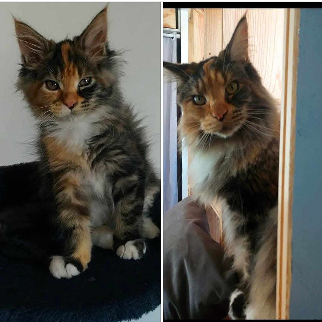 Beauté a rejoint le concours — aidez-le/la à gagner de superbes lots ! abyssinian, accessories, angora, animal, art, brasssection, cat, collage, couch, door, egyptiancat, formalwear, furniture, horn, kitten, manx, musicalinstrument, painting, pet, snout