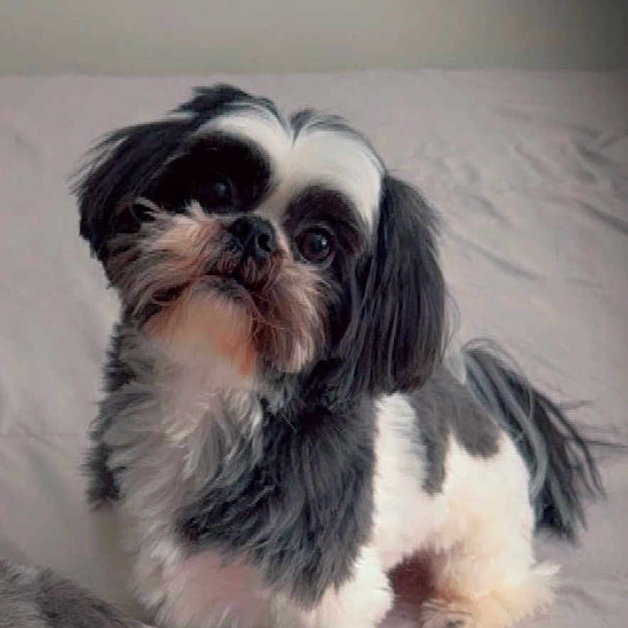 Rocky joined the competition — help win amazing prizes! affenpinscher, animal, canine, cockerspaniel, dog, papillon, pet, poodle, puppy, terrier, whitedog