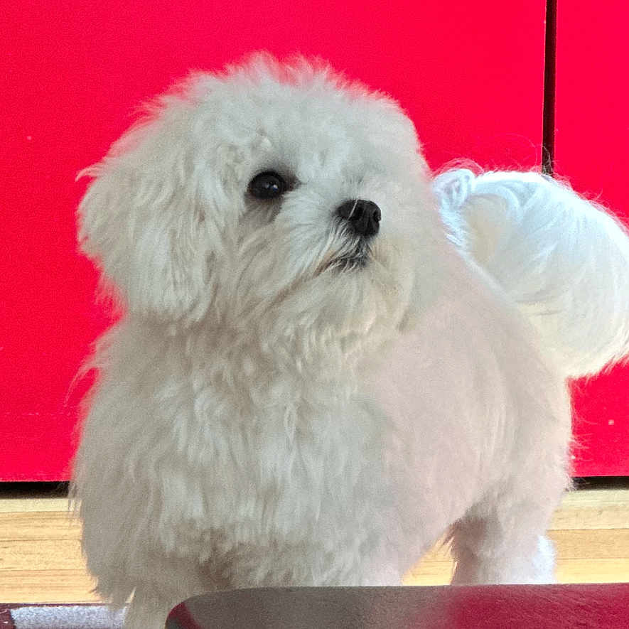 Ace a rejoint le concours — aidez-le/la à gagner de superbes lots ! animal, bison, canine, computer, computerhardware, dog, electronics, eskimodog, furniture, hardware, indoors, interiordesign, laptop, pc, pet, poodle, puppy, screen, terrier, whitedog