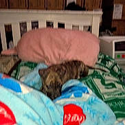 Chewy is registered to the contest to win money with this photo: animal, baby, bed, bedroom, blanket, box, canine, cat, couch, crib, cushion, dog, furniture, homedecor, indoors, infantbed, person, pet, quilt, room