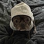 Ruger Blu Raney is registered to the contest to win money with this photo: dog, french_bulldog, hoodie, blanket, pet, big_eyes, portrait, indoors, cozy, bed, fabric, cute, looking_up, small_dog, animal, domestic_animal, fur, serious_expression, sitting, staring