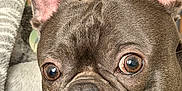 Ruger Blu Raney is registered to the contest to win money with this photo: dog, french_bulldog, pet, close_up, big_ears, wrinkled_face, brown_eyes, short_muzzle, snout, nose, whiskers, fur, portrait, indoor, blanket, couch, bed, domestic_animal, cute, alert