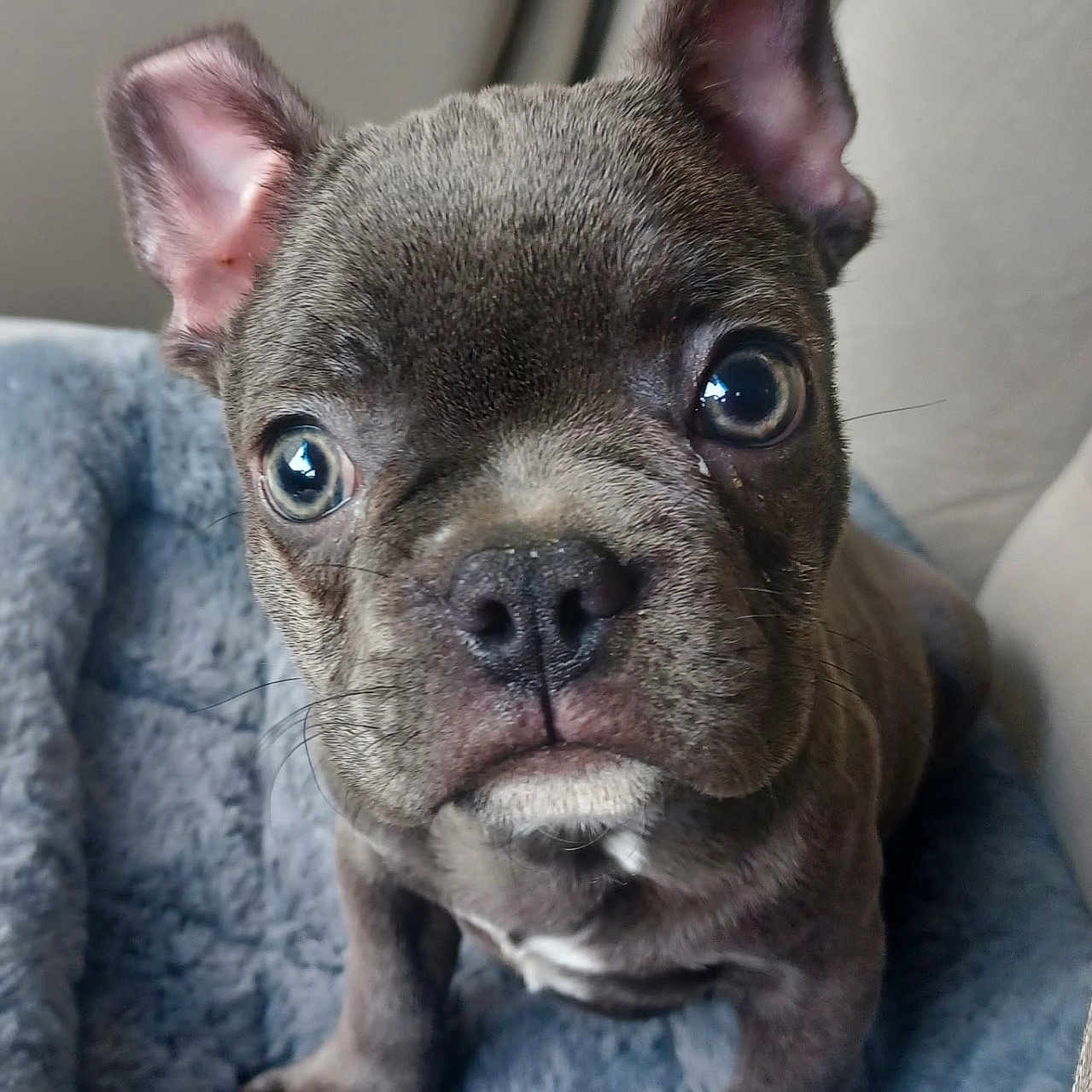 Ruger Blu Raney joined the competition — help win amazing prizes! adorable, bed, big_eyes, blanket, close_up, cozy, curious, dog, ears, french_bulldog, grey_fur, indoor, nose, paws, pet, portrait, puppy, short_muzzle, whiskers, wrinkled_face