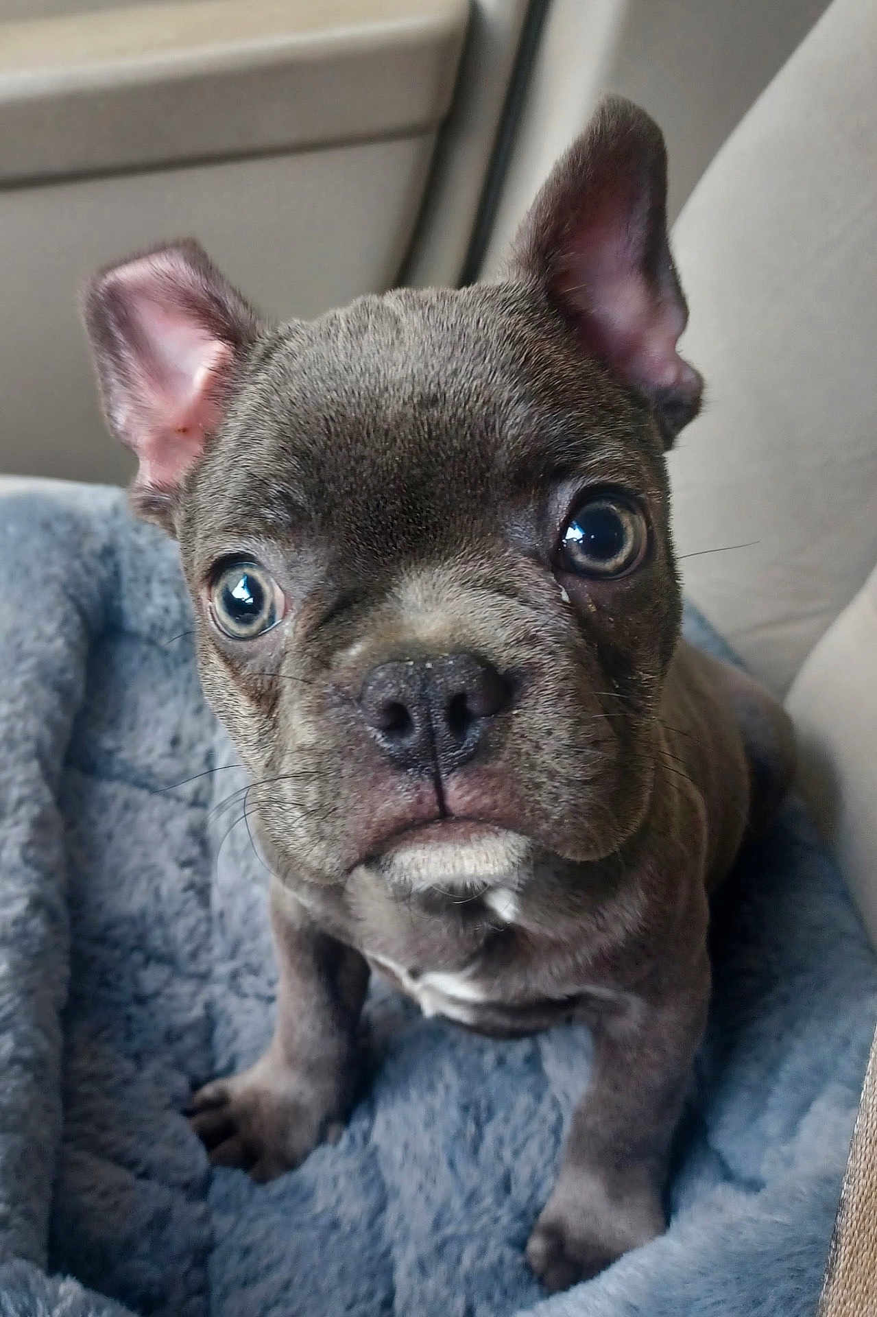 Ruger Blu Raney joined the competition — help win amazing prizes! dog, puppy, french_bulldog, pet, close_up, portrait, big_eyes, wrinkled_face, short_muzzle, ears, nose, whiskers, paws, blanket, bed, indoor, cozy, curious, grey_fur, adorable