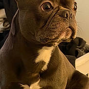 Ruger Blu Raney joined the competition — help win amazing prizes! dog, french_bulldog, pet, close_up, portrait, brown_coat, white_chest, wrinkled_face, big_eyes, indoor, bedding, clothing, sitting, companion, domestic_animal, snout, whiskers, expressive, soft_lighting, relaxed