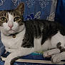 cat, tabby, green_eyes, collar, bell, books, lying_down, indoor, curtain, blue, white, fur, pet, animal, whiskers, paws, resting, close_up, domestic_cat, portrait