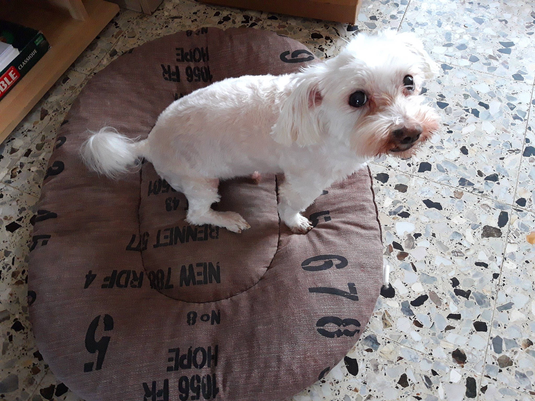 Moully participe au concours pour gagner de l'argent avec cette photo : carnivore, companion_dog, dog, dog_breed, dog_supply, flooring, font, fur, hardwood, linens, pattern, paw, pet_supply, poodle_crossbreed, puppy_love, rectangle, small_terrier, terrier, toy_dog, working_animal