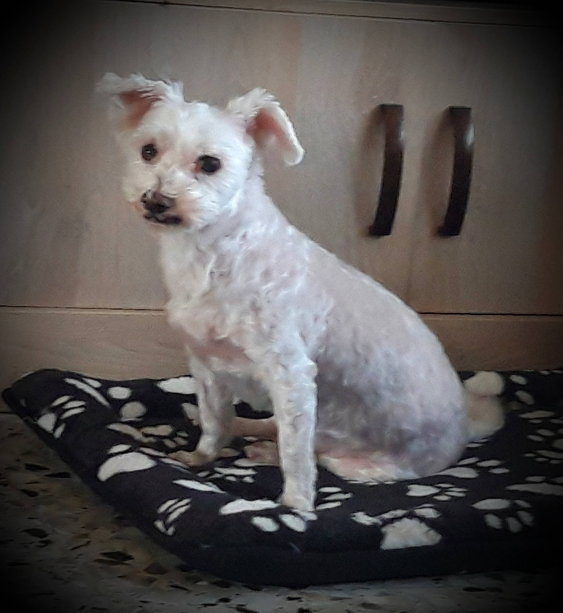 Moully participe au concours pour gagner de l'argent avec cette photo : canidae, carnivore, companion_dog, dog, dog_breed, dog_supply, fawn, fur, maltepoo, non_sporting_group, small_terrier, snout, sporting_group, tail, terrestrial_animal, terrier, toy_dog, whiskers, working_animal