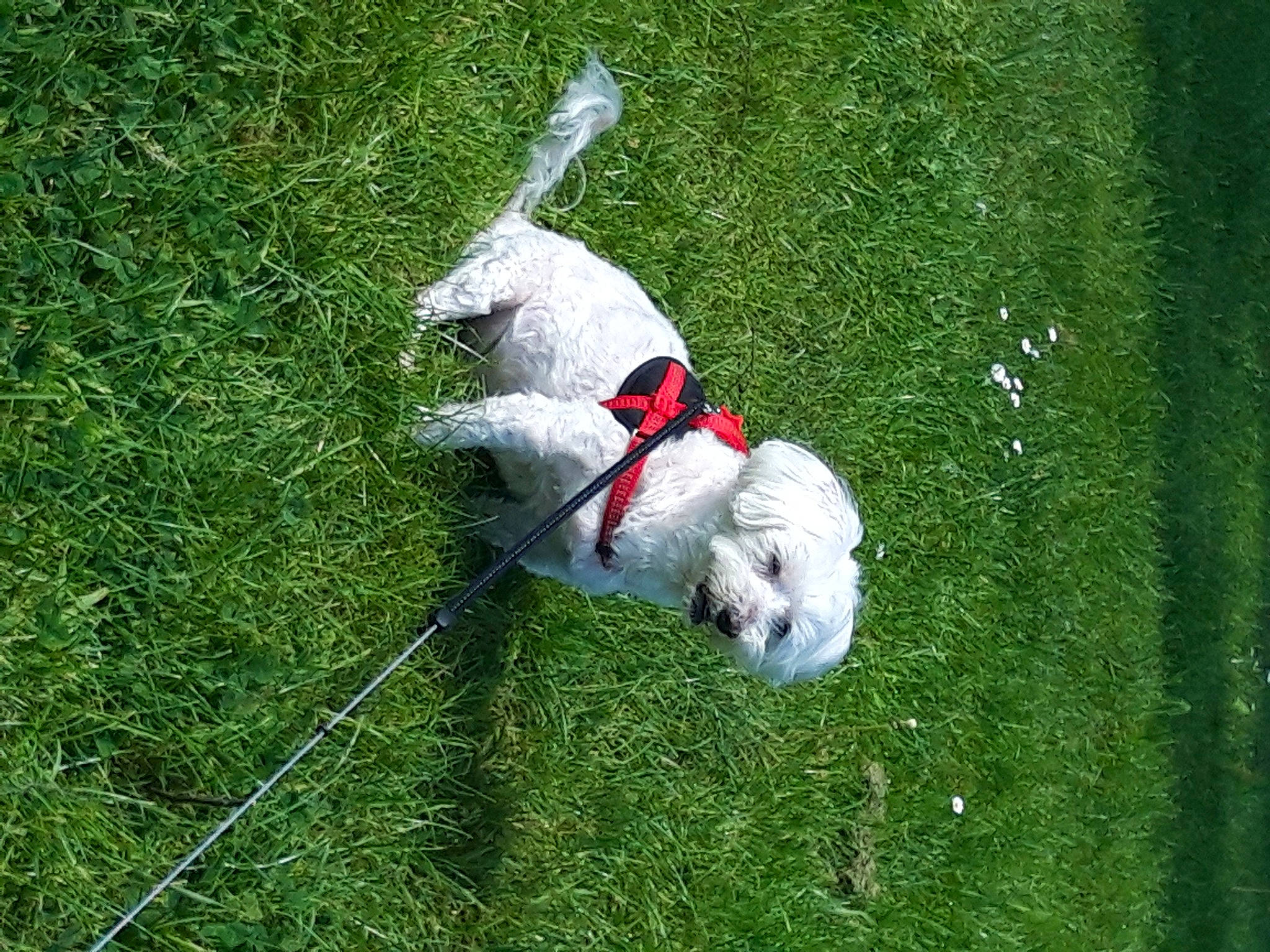 Mouly a rejoint le concours — aidez-le/la à gagner de superbes lots ! canidae, carnivore, companion_dog, dog, dog_breed, grass, grass_family, grassland, lawn, leash, non_sporting_group, pasture, plant, sporting_group, tail, terrier, toy, toy_dog